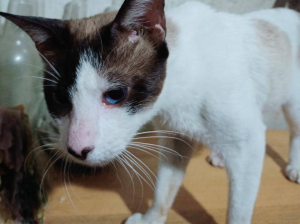 La conmovedora historia de Harry, el gato con síndrome vestibular