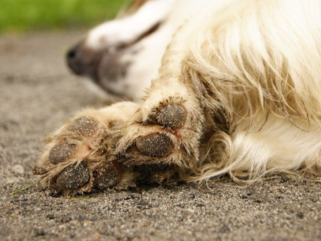 Lava las patitas de tu perro después de los paseos y evita enfermedades