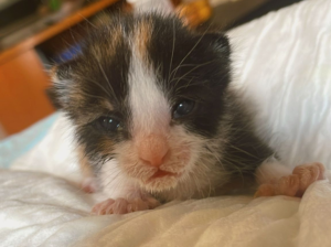 Lucy, la gatita tricolor - Últimas Noticias