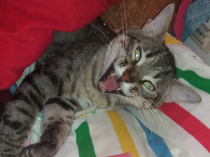 Mi gato huésped - Últimas Noticias