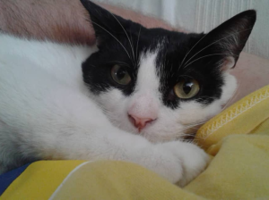 Obstrucción urinaria, la pesadilla de los gatos machos