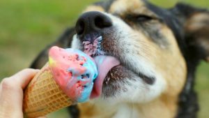 Peludos tienen heladería donde son los consentidos