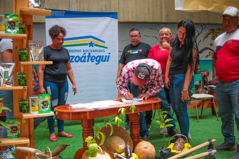 Plan siembra comunal 2023 cultivará mil hectáreas de maíz en Anzoátegui