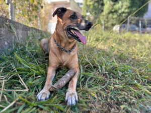 Por un aguacate el perro Tobby terminó en urgencias