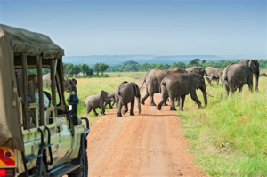 Safaris-en-Africa-Una-experiencia-unica-de-vida-silvestre.png