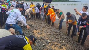 Liberados 20 mil tortuguillos arrau en el río Orinoco