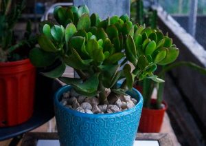 Los lugares de la cocina correctos para colocar el árbol de jade y atraer el dinero