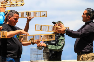 Aves víctimas del tráfico ilícito fueron liberadas en el Waraira Repano