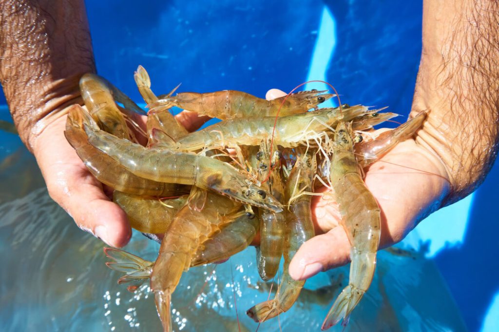 Camarones zulianos lideran la exportación