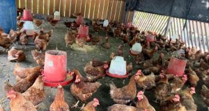 Ceofanb comprometido con resguardo de parques nacionales