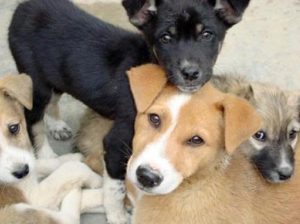 Con miras a una Ley para los animales con sentido humanista