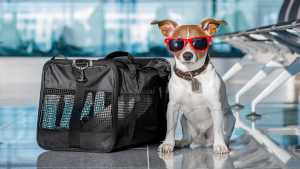 Conoce los pasos para viajar con tu animal de compañía en avión
