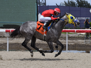 Criollos se destacan en Gulfstream Park