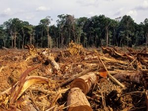 Fundación Yammine - ¡Síguelos! ¡6 tips para evitar la deforestación! - FOTO