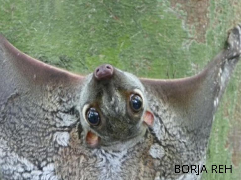 El Colugo: no es un lémur, no es un primate, no vuela pero planea