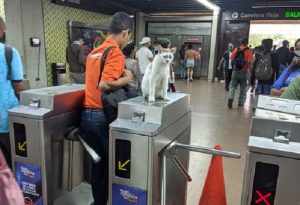El gato blanco en la estación del metro Ruiz Pineda que pide caricias a usuarios (Video Viral)