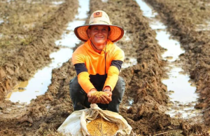 Inició en Guárico el ciclo de siembra invierno 2023