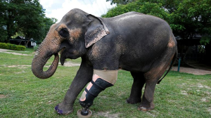 La alegría de un elefante que vuelve a caminar gracias a una prótesis