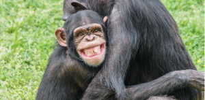 Masturbarse forma parte de la evolución de los primates