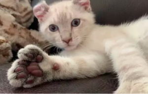 Mi gato tiene muchos dedos: ¿Qué es la Polidactilia?