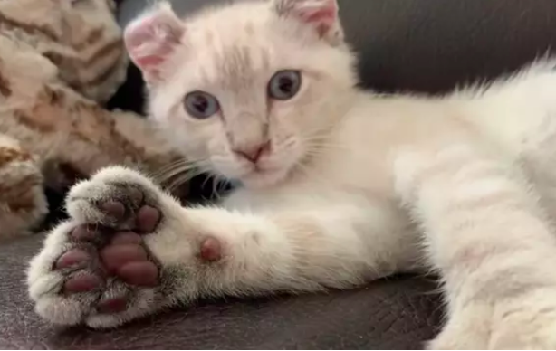 Mi gato tiene muchos dedos: ¿Qué es la Polidactilia?