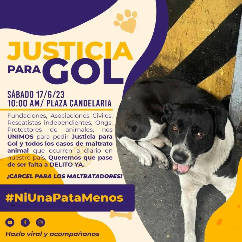 Movimientos animalistas exigen justicia para Gol