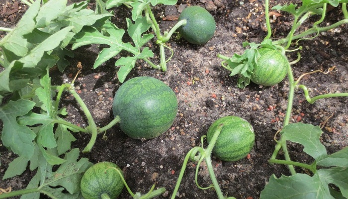 Siembra de patillas - Últimas Noticias