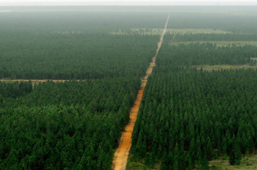 Sienta en Uverito la magia de los pinos