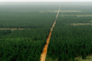 Sienta en Uverito la magia de los pinos