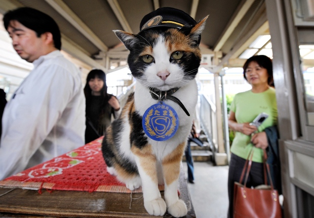 Tama, la gata japonesa que salvó de la quiebra a una estación de tren