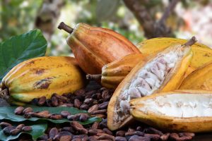Venezuela exporta por primera vez cacao de Caripito a Rusia