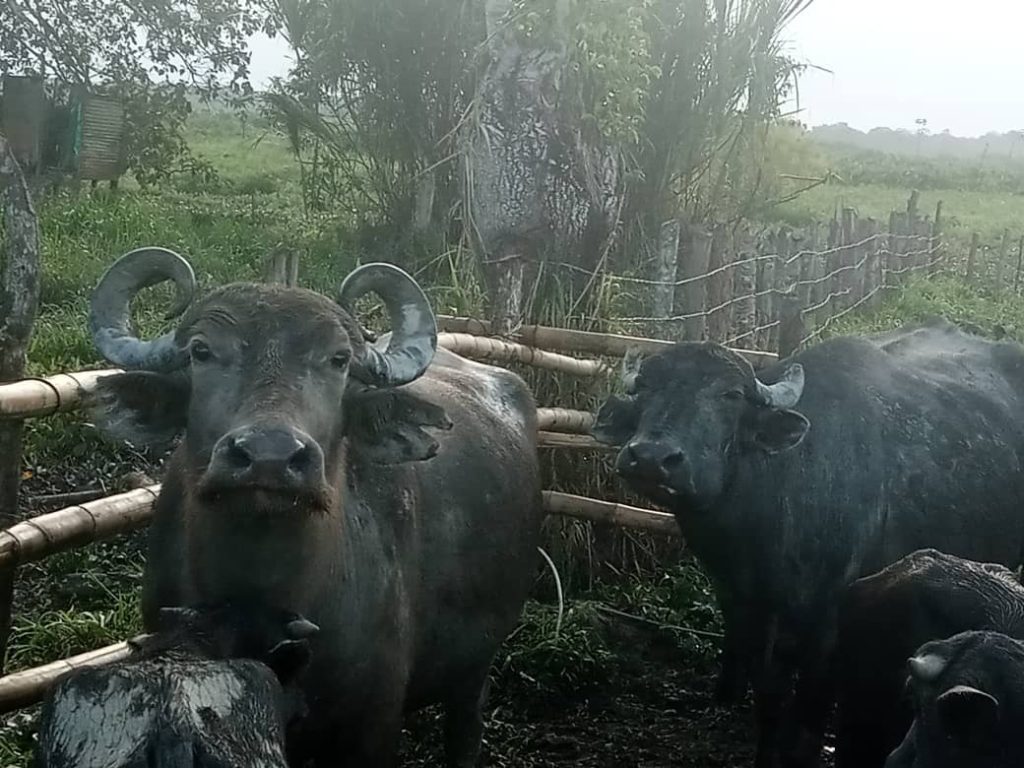 Waraos trabajan la ganadería bufalina en el Orinoco adentro