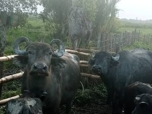 Waraos trabajan la ganadería bufalina en el Orinoco adentro