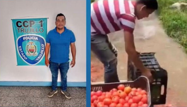 Detenido agricultor que botó una cosecha de tomates en Trujillo