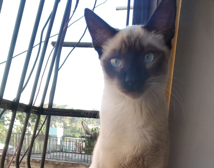 ¿Tu gato cojea? Cuidado, puede tener un "uñero"