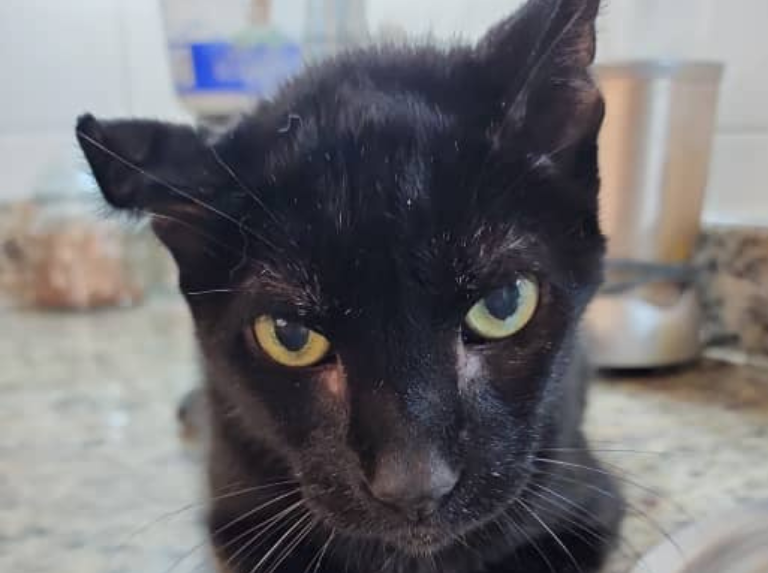 Adopté un gato sin castrar y me trajo tremendo conflicto en la manada