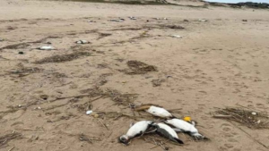 Alertan sobre muerte de 5.000 pingüinos en costas de Uruguay
