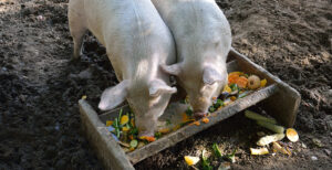 Alimentos para cerdo - Últimas Noticias