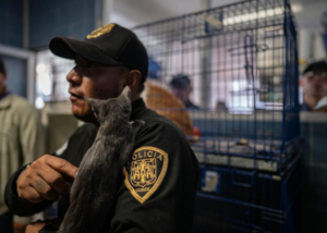 Así será el proyecto "Ciudad de los Perros y de los Gatos" en México