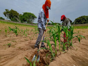 Comunas de Apure intercambian y preservan semillas de maíz