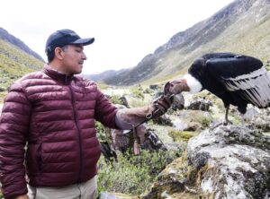 Crean alianza para reintroducir el cóndor en montañas andinas