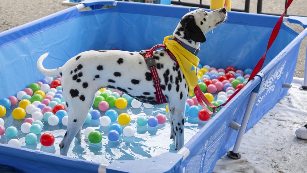 Feria de mascotas de tiendas EPA sigue recorriendo Venezuela