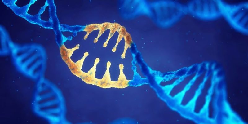 Descubren 500 genes que influyen en la selección de alimentos