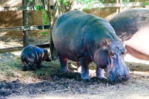 En el parque Bararida en Lara hay un nuevo ejemplar de hipopótamo