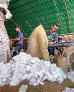 En el sur de Anzoátegui florece el algodón