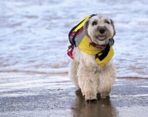 Laika, La Schnauzer es la perrita viajera con más seguidores en Venezuela ????️????