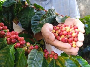 Impulsan el cultivo de café en Guarenas