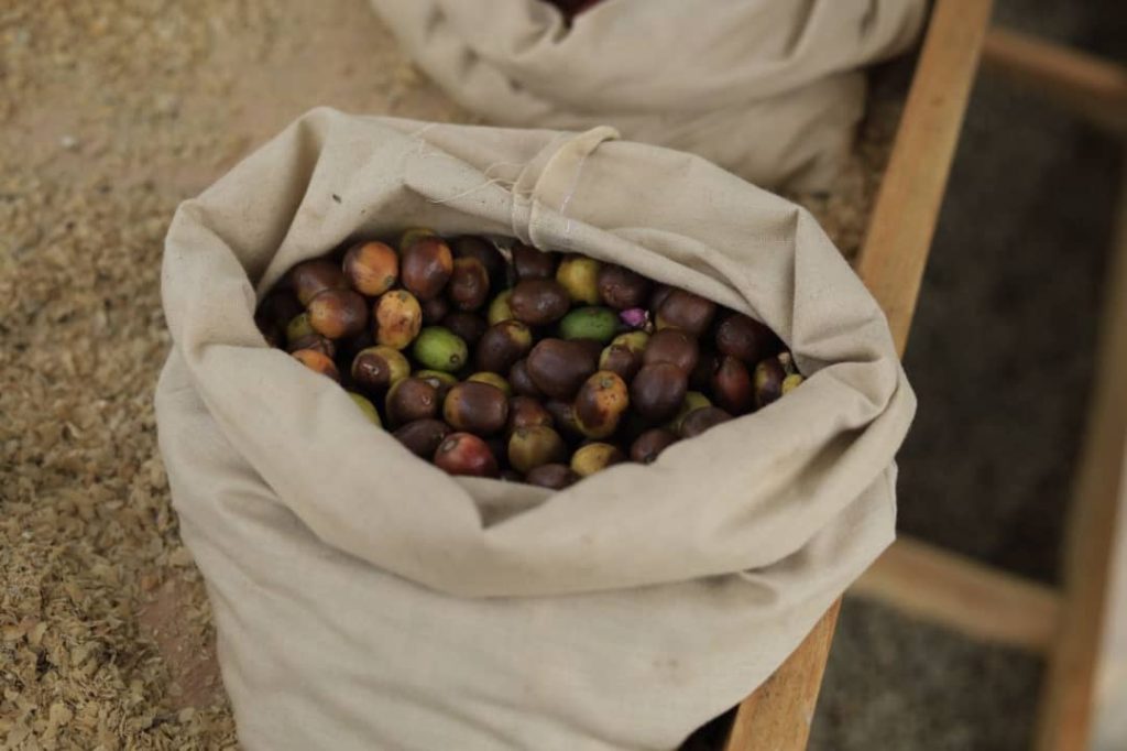 Inaugurarán exhibición especial sobre el café mirandino en la Eicev