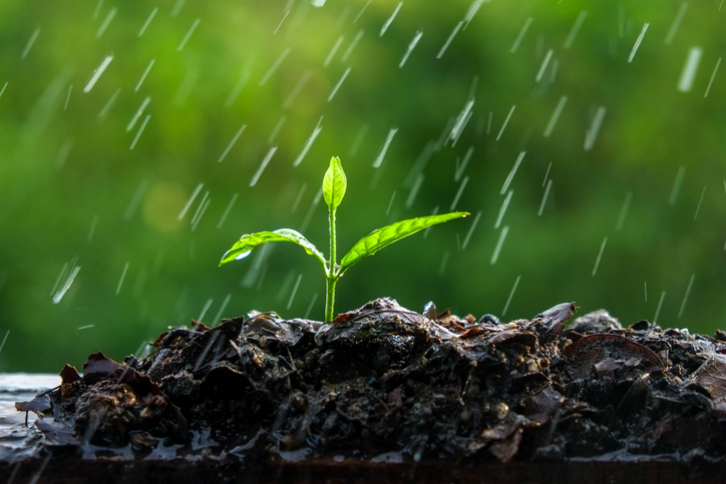 Las lluvias y los cultivos