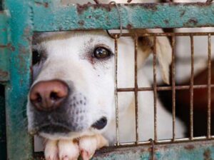 Listo anteproyecto de Ley para el Trato digno de los animales de compañía